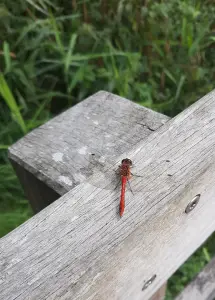 Jacquelien 01 Heidelibel